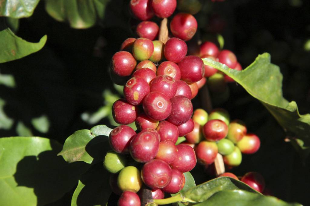 Exportações do agro mineiro alcançam nova marca histórica