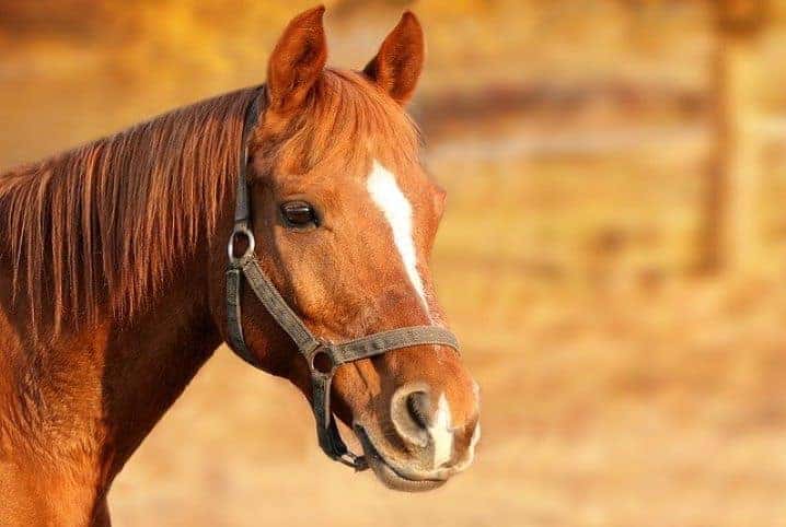 Provas equestres prometem emoção e adrenalina na Expogenética MS 2025