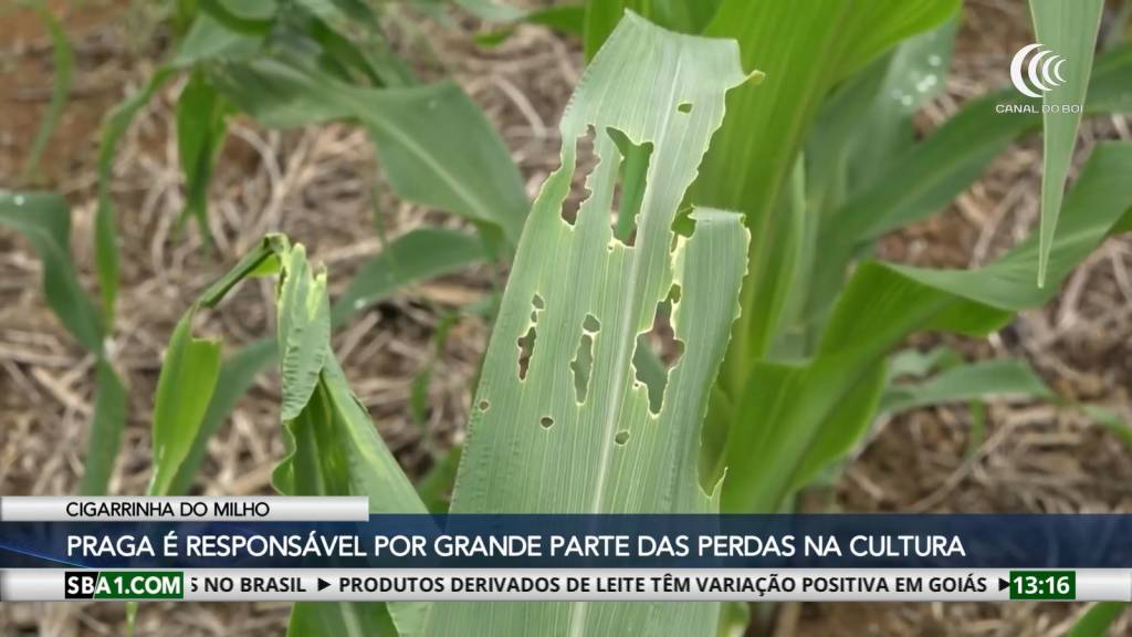 Cigarrinha do milho: Praga é responsável por grande parte das perdas na cultura