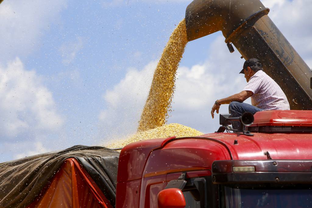 Colheita de milho safrinha atinge 99% da área no Paraná, diz Deral