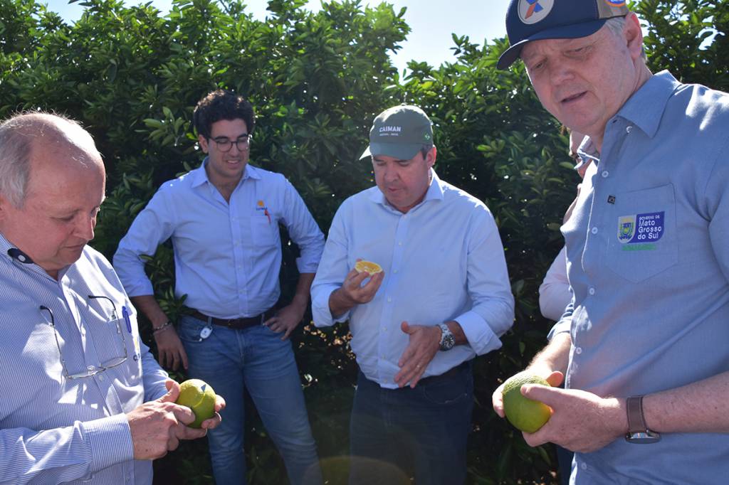 Citricultura: Mato Grosso do Sul inicia produção de laranjas