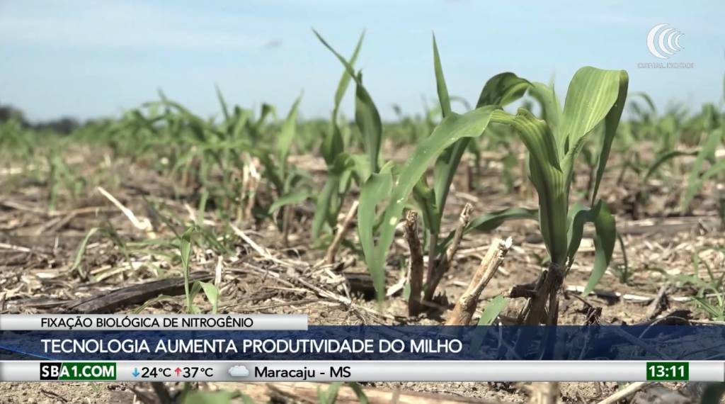Fixação biológica de nitrogênio aumenta produtividade do milho