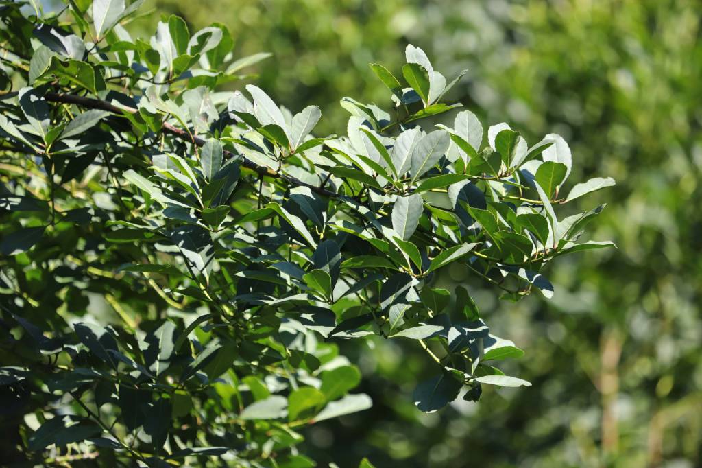 Paraná é destaque nacional na produção florestal