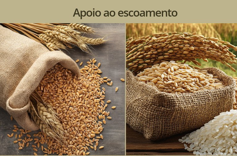 Leilões de PEP e Pepro asseguram apoio ao escoamento de 196,28 mil toneladas de arroz