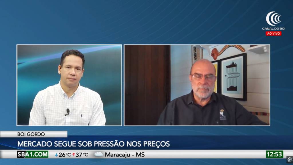 Abates de fêmeas seguem elevados e preocupam oferta de bezerros em 2025