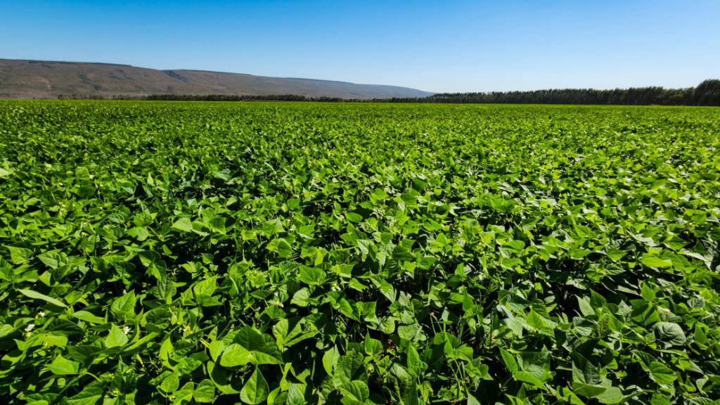 Safra de grãos em Minas Gerais deverá crescer 6,5%