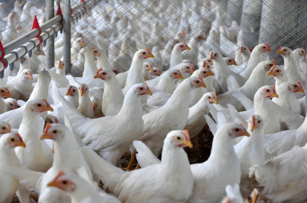 Governo descarta 3 casos suspeitos de gripe aviária; outros 4 ainda estão em investigação