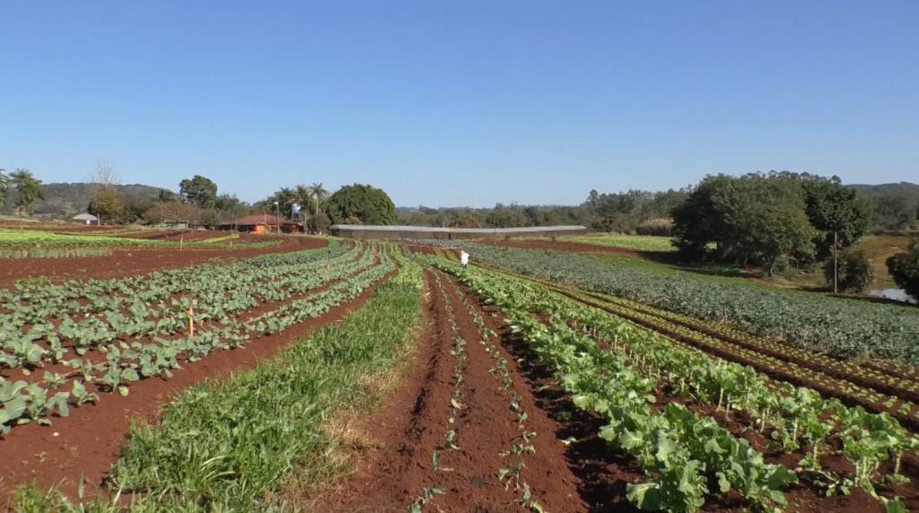 Boletim da Conab traz impactos das fortes chuvas na produção de frutas e hortaliças no Rio Grande do Sul
