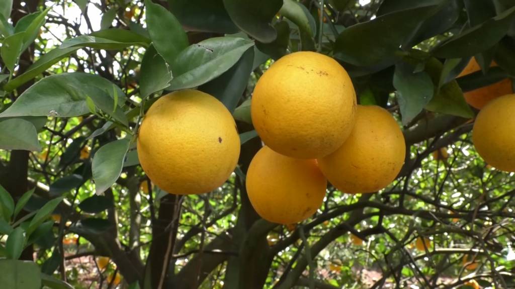 Exportações de suco de laranja caem em volume, mas receita bate recorde
