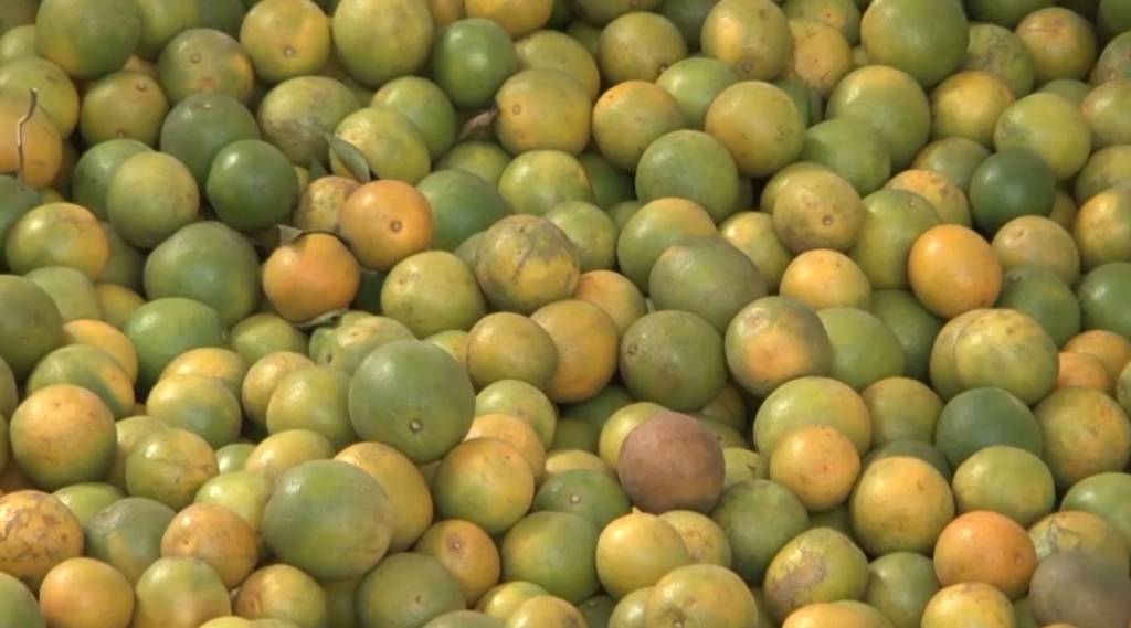Safra de laranja surpreende e impulsiona indústria