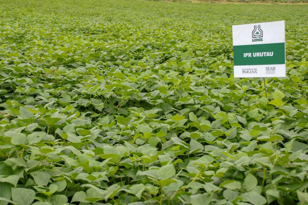 Paraná tem participação no aumento da safra de feijão no país