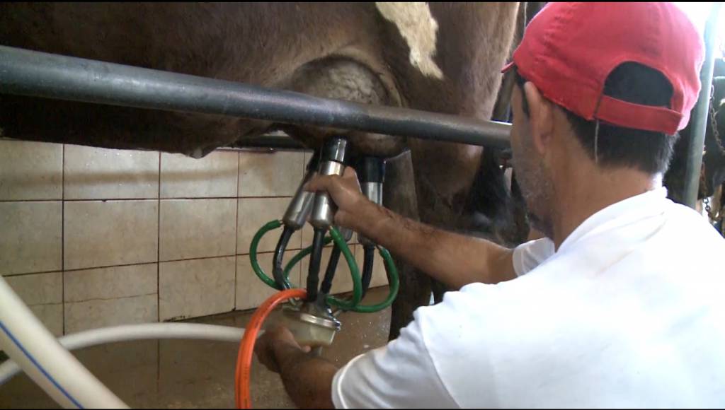 Produtores de leite terão mais controle sobre os preços pagos por suas produções