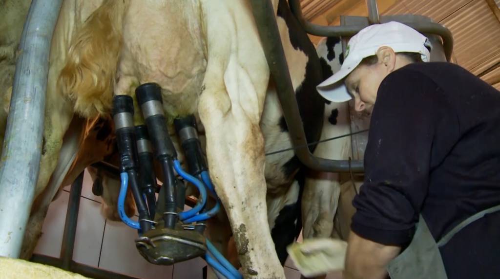 MP identifica uso de soda cáustica e água oxigenada em produtos lácteos do Rio Grande do Sul