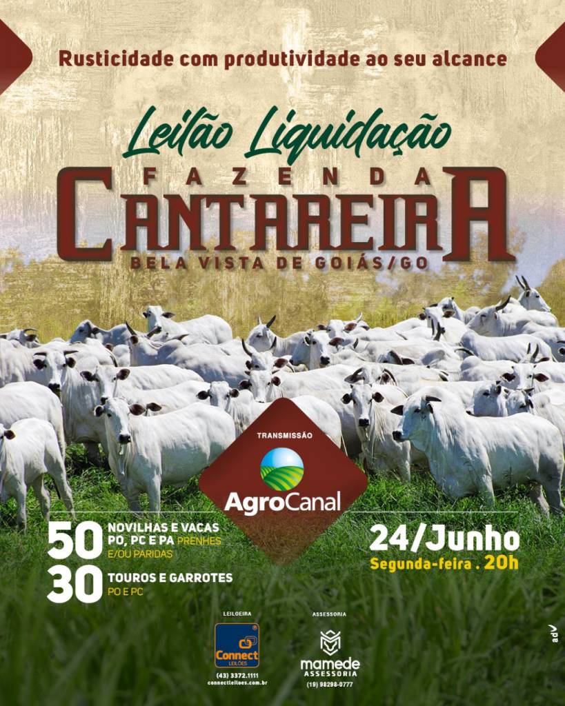 Leilão Liquidação Fazenda Cantareira hoje no Agro Canal