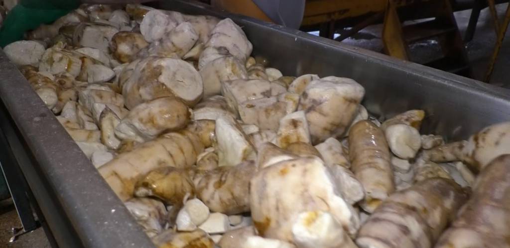Oferta da mandioca segue abaixo da demanda industrial, impulsionando os preços da raiz 