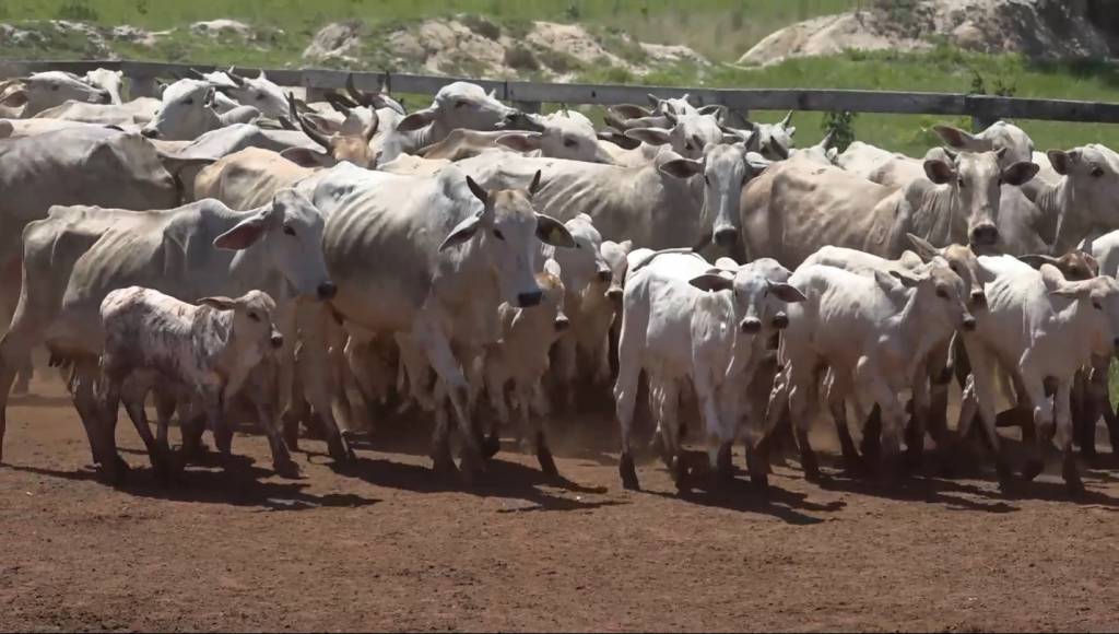 Batalha entre frigoríficos e pecuaristas segue no mercado físico do boi gordo