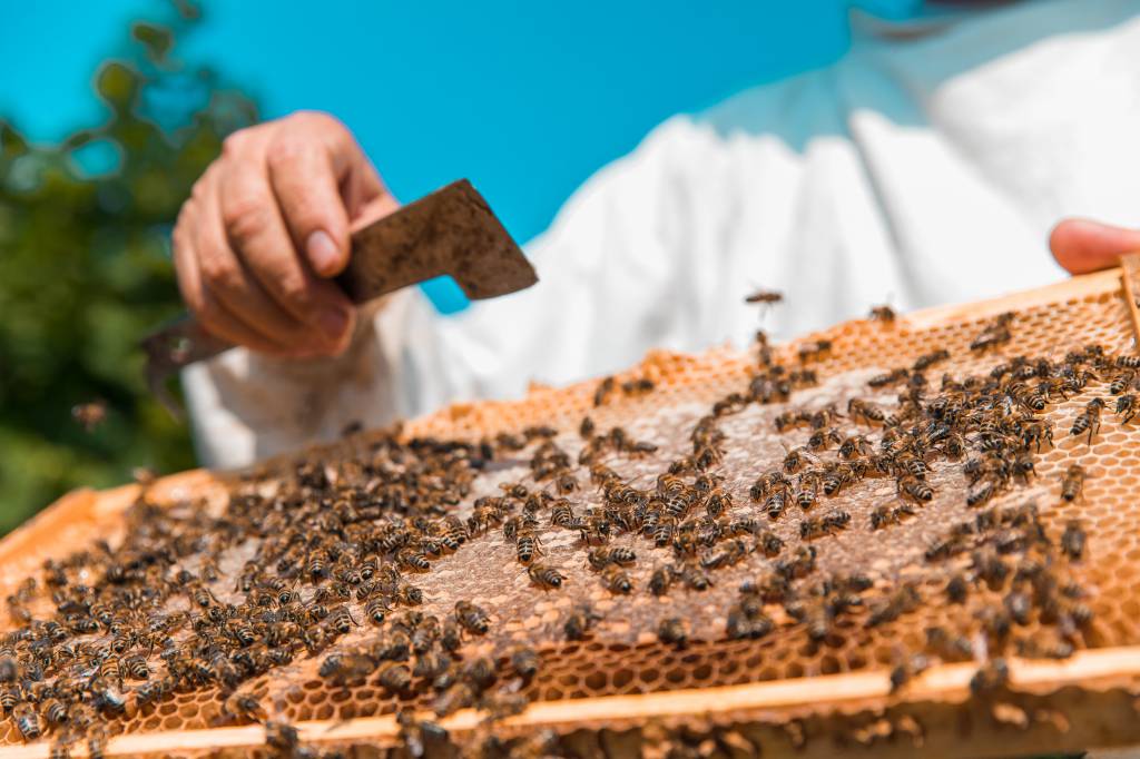 Apicultura alcança alta produtividade em integração com outras culturas, como a soja