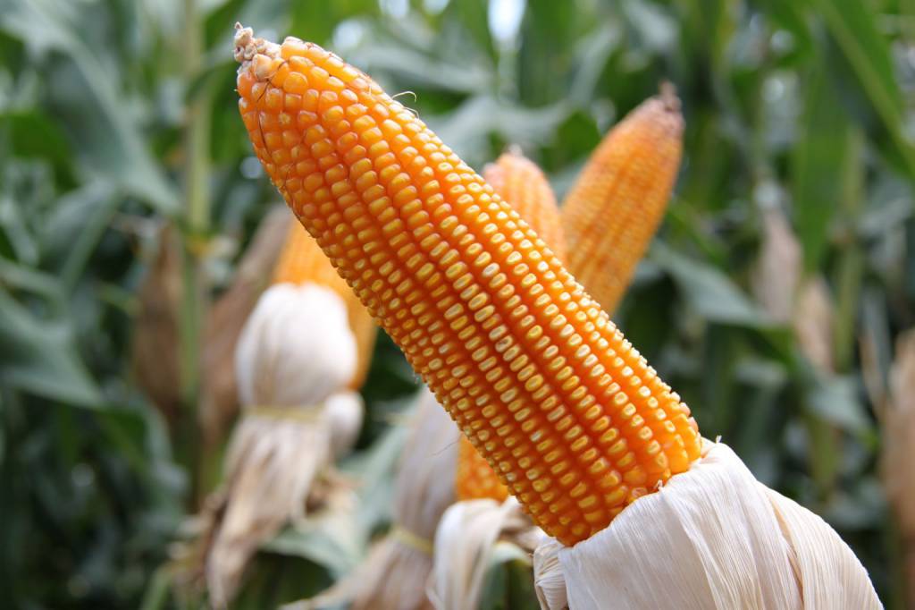 Expectativa de grandes safras de milhos no Brasil e nos EUA pressionam cotações