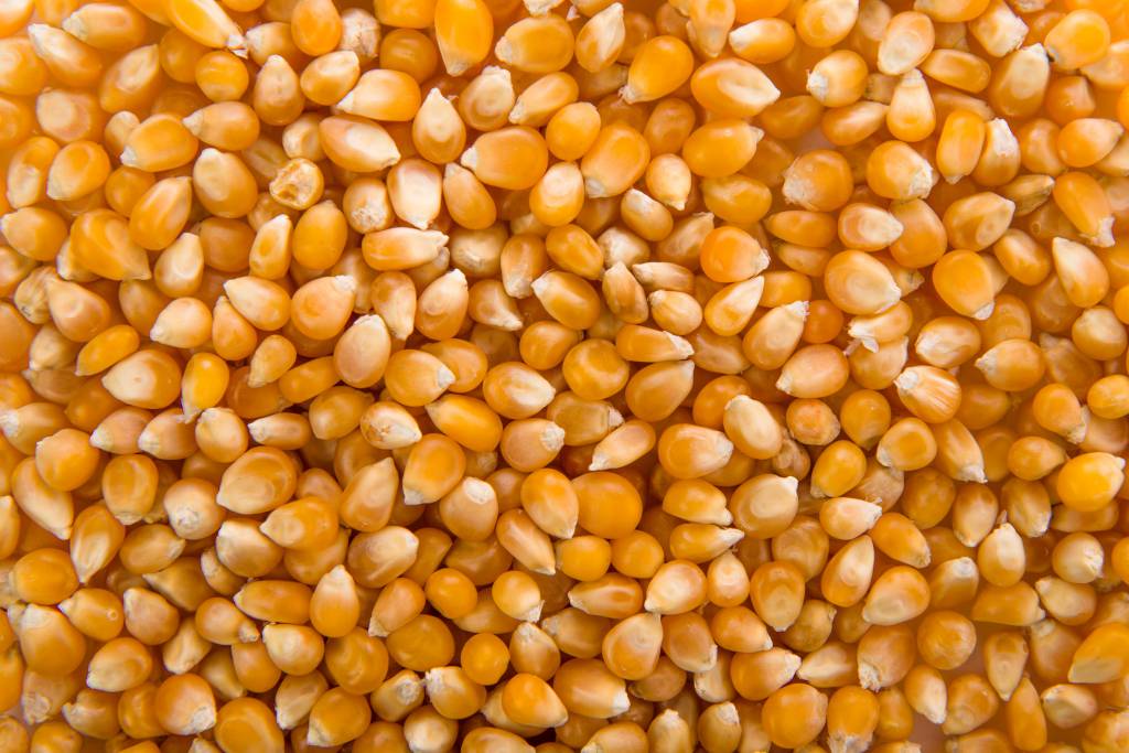 Retração da produção sustenta cotações do milho no interior do Brasil