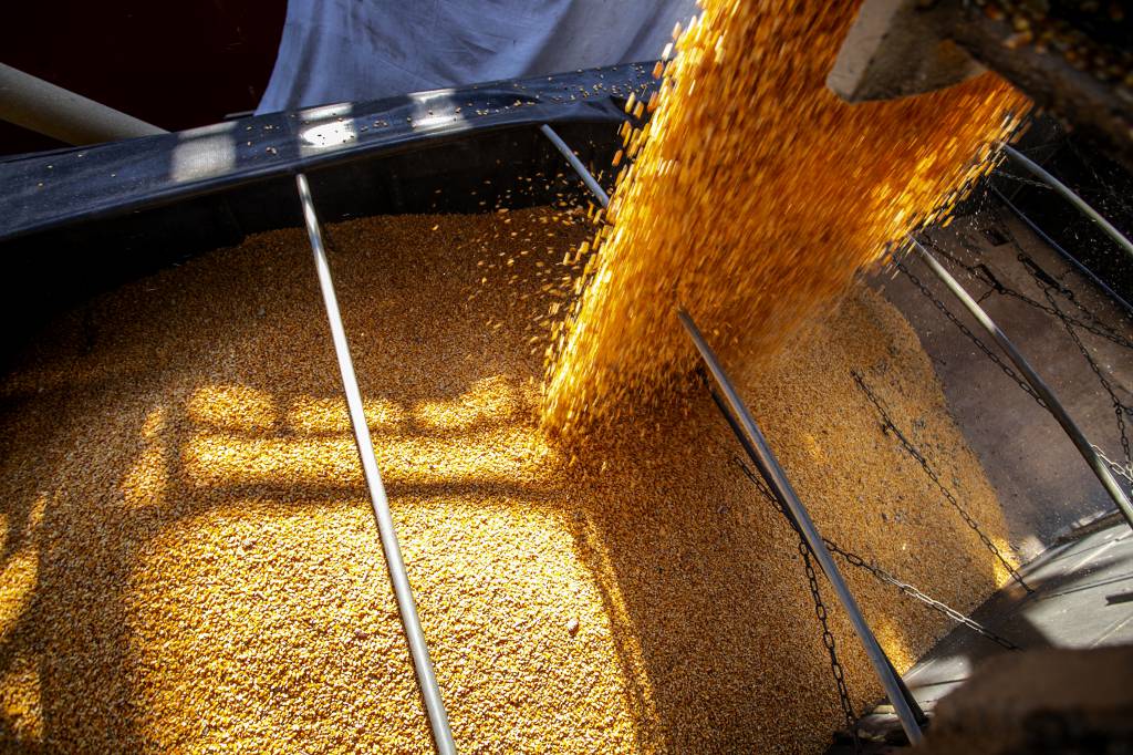 Governo autoriza Conab compra de até 50 mil t de milho o ProVB