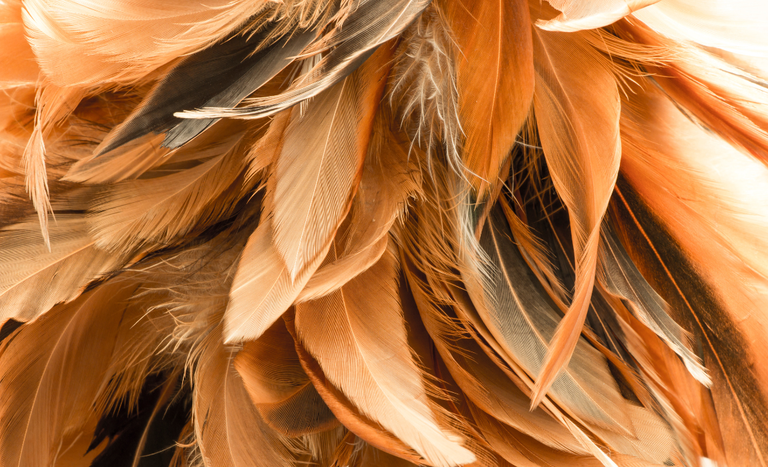 Abertura de mercado de penas de aves para o Canadá