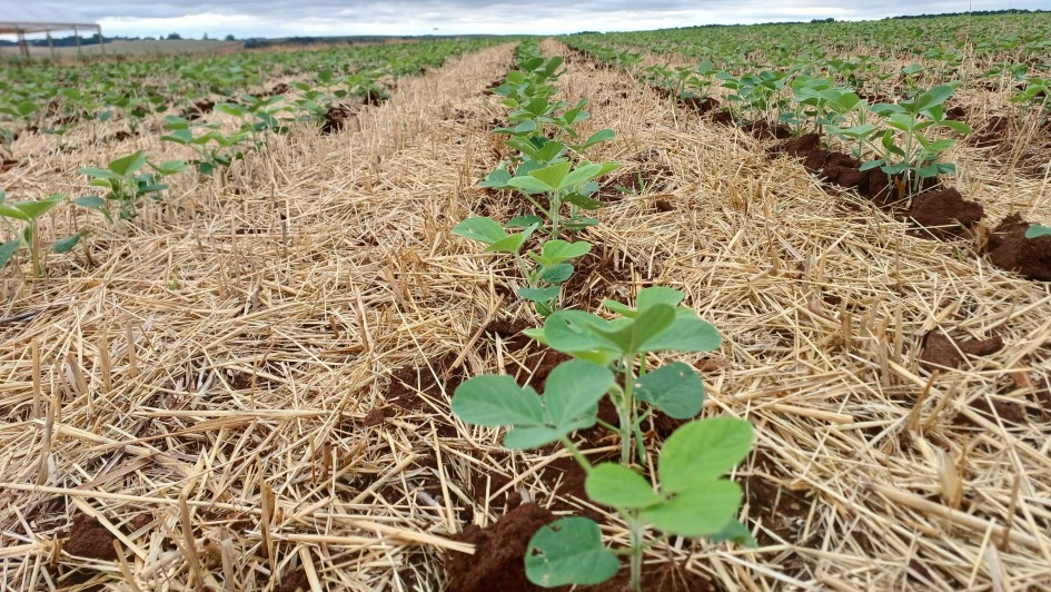 Plantio da soja no Rio Grande do Sul se aproxima do final