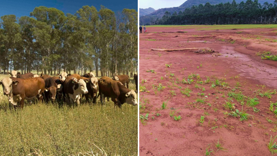 Projetos da Secretaria da Agricultura são contemplados em edital Fapergs sobre desastres climáticos