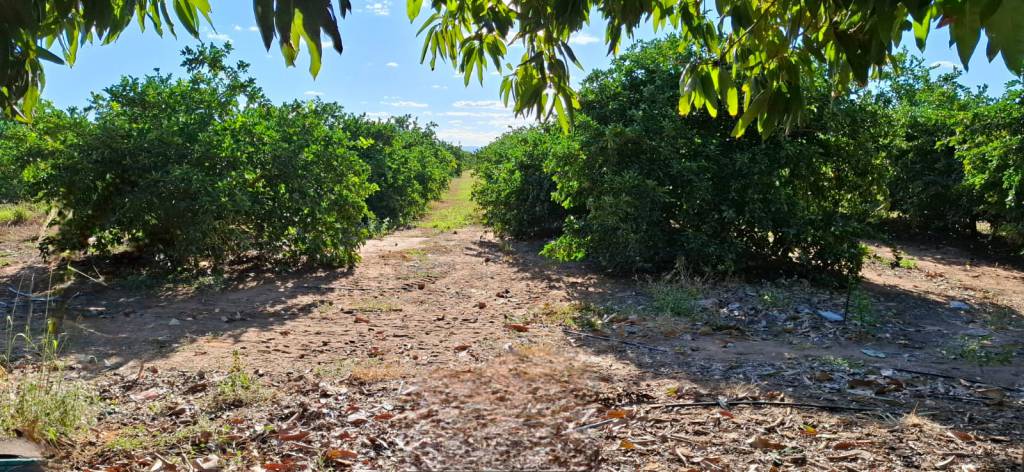 Norte de Minas mira na entressafra como estratégia de mercado