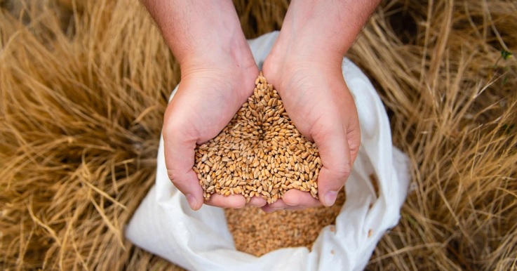 Produção de ração animal sobe 1,2% no mundo e 2,4% no Brasil em 2024, diz estudo