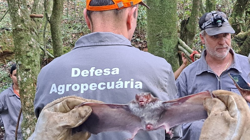 Rio Grande do Sul registrou 78 casos de raiva herbívora em 2023