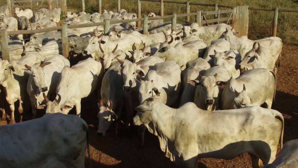 Proposta de política pública sobre rastreabilidade bovina é entregue ao Mapa