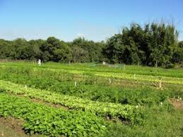 Redes de agricultores familiares fortalecem sistemas orgânicos no Brasil e na Espanha