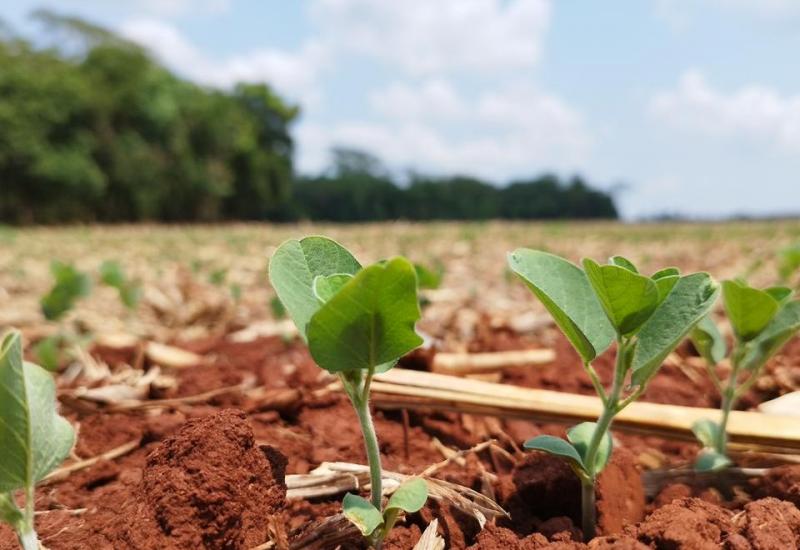 Clima desafia produtores no início da safra de soja 25/26 em Mato Grosso do Sul
