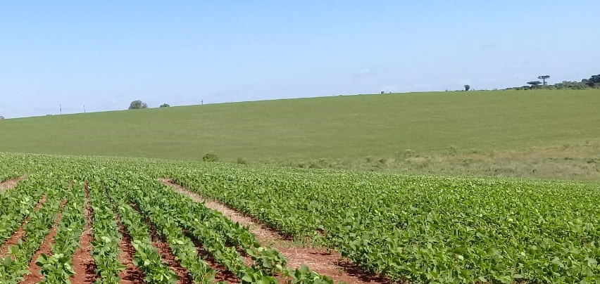 Equipes do governo verificam situação de lavouras atingidas pela estiagem em Santa Rosa (RS)