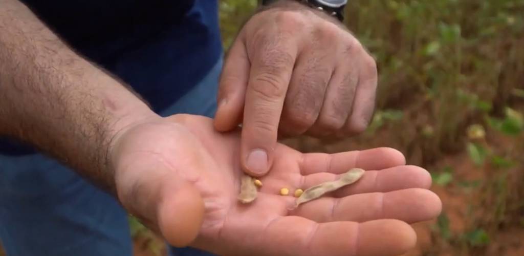 El Niño irá provocar queda de 10% na safra de grãos de Goiás