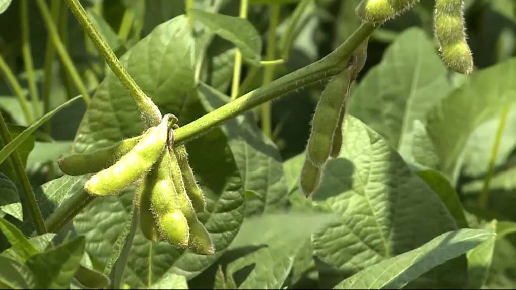 Elevadas doses de calcário no solo aumentam produtividade da soja no Matopiba