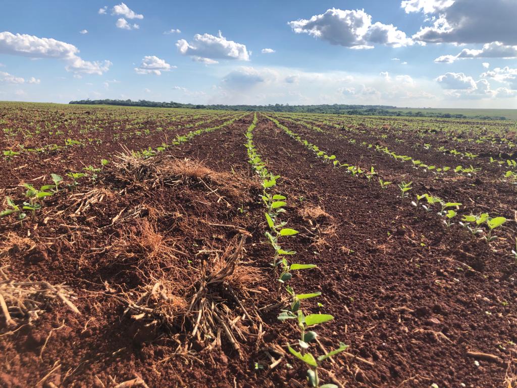 AgRural: plantio de soja atinge 61% da área no País