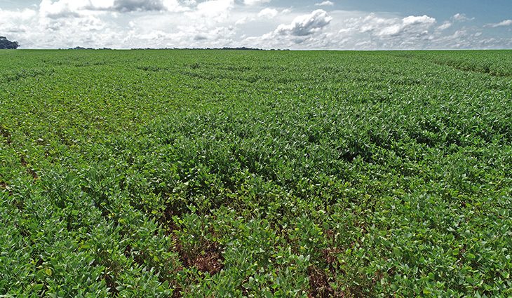 Mais de 70% das lavouras de soja apresentam boas condições de desenvolvimento, atesta Projeto Siga/MS