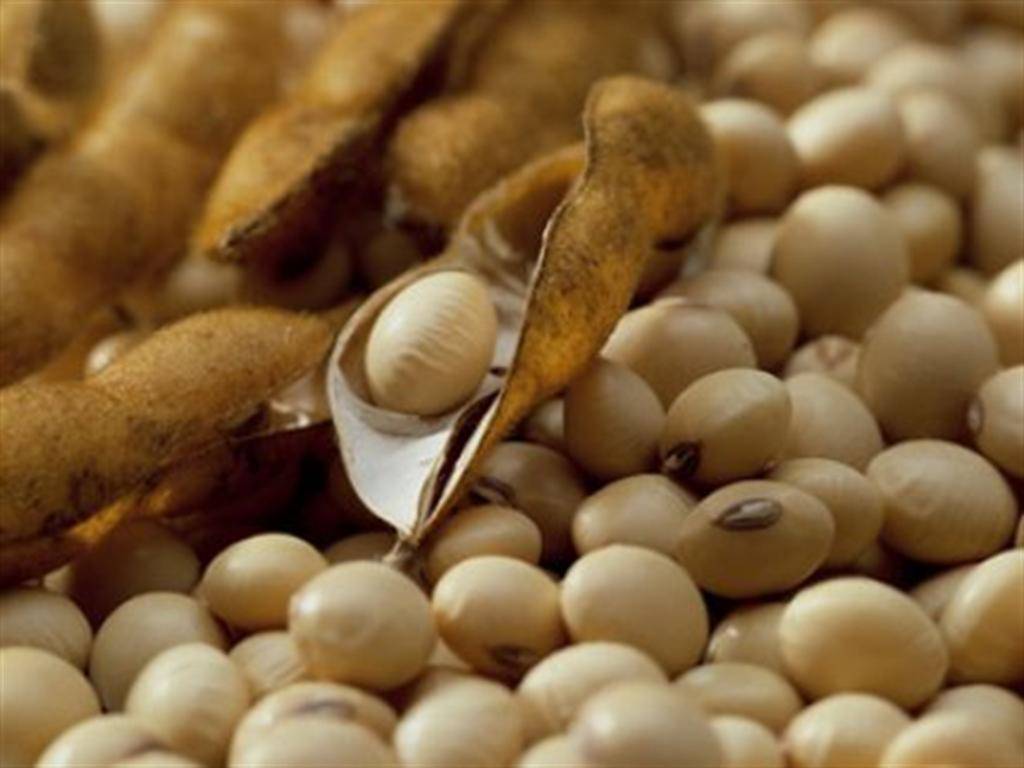  Em cenário de menor oferta mundial, Brasil amplia protagonismo com safra recorde de soja    