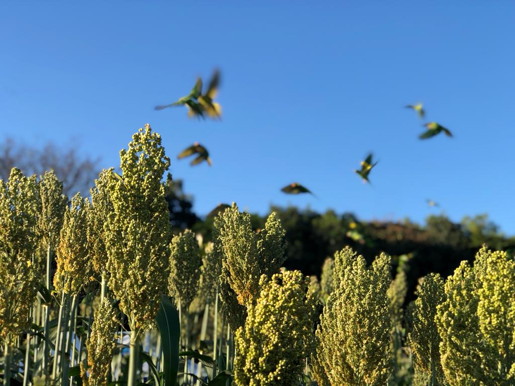  Conab e Aiba atualizam custos de produção de soja e sorgo no oste da Bahia
