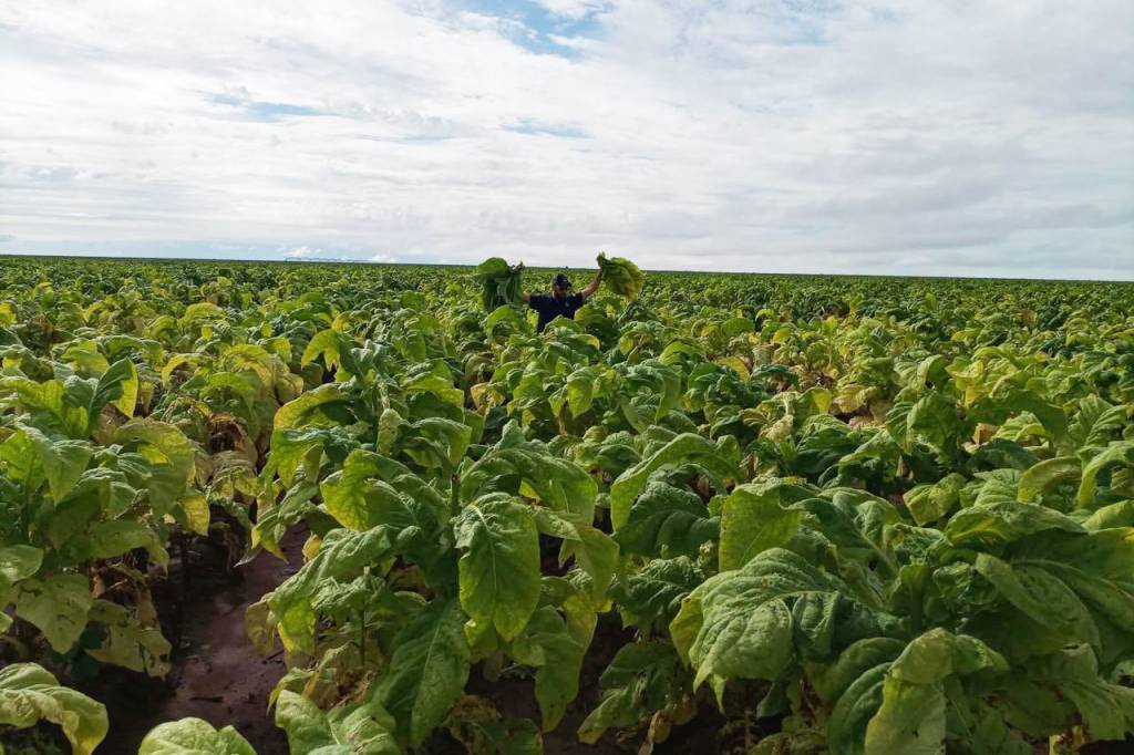 Estudo faz análise nutricional de tabaco irrigado na Bahia