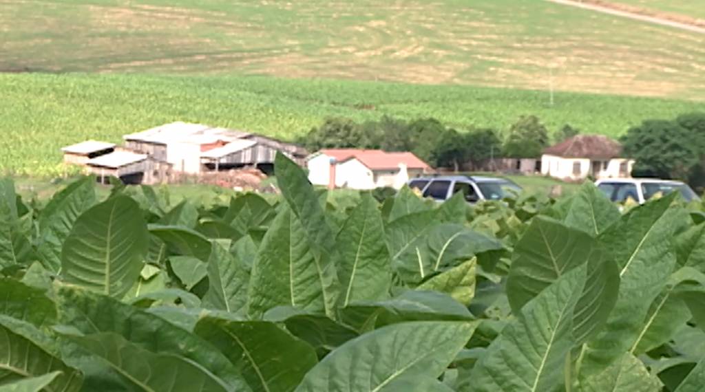 Excesso de chuva provoca redução de 16% na safra de tabaco