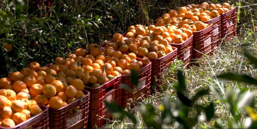 Começa colheita de Poncã,  volume disponibilizado é bastante limitado e mantém preço em alta