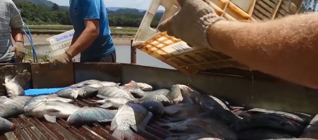 Oferta da tilápia segue elevada, mas demanda firme estabiliza cotações 