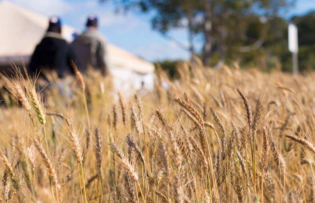 Diversificação de culturas é sucesso agropecuário de Goiás