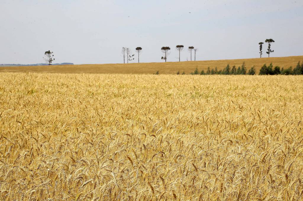 Trigo segue com baixa liquidez e preços em queda