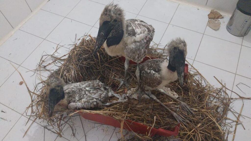 Primeiro posto avançado do Brasil para tragédias com fauna é instalado no Pantanal