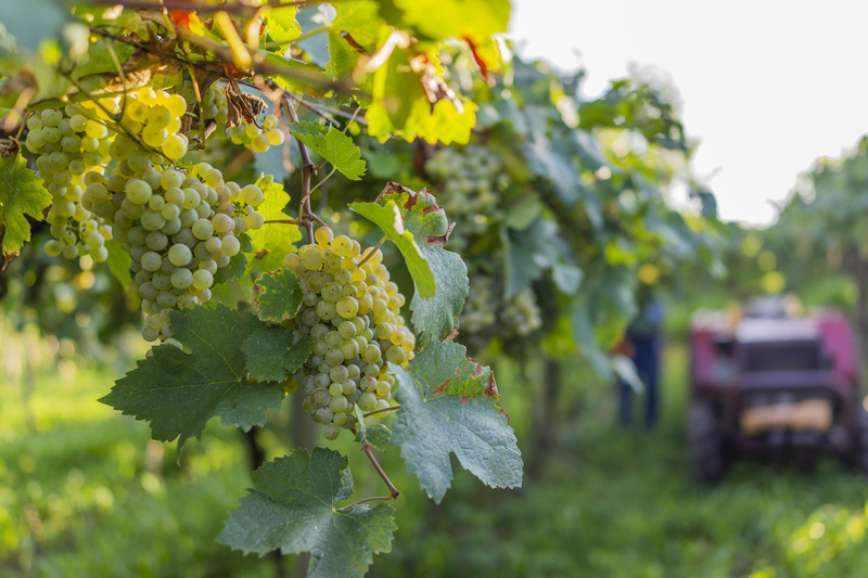 Cooperativa Vinícola Garibaldi deve receber mais de 30 mil toneladas de uvas nesta safra