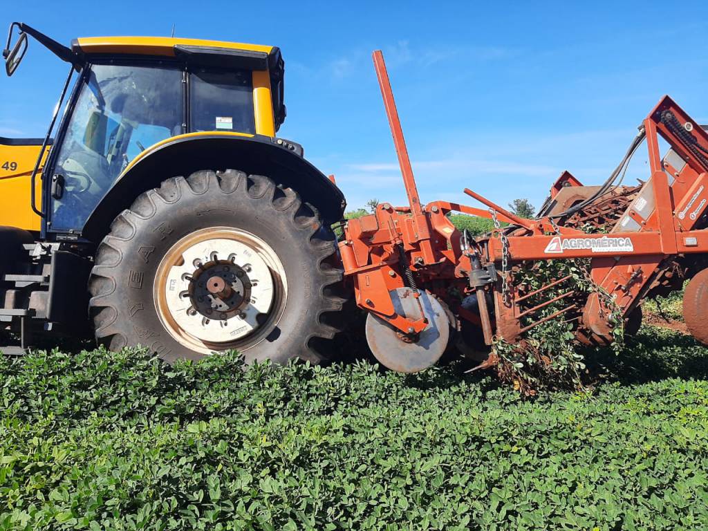 Amendoim tem maior área plantada no Paraná em 12 anos