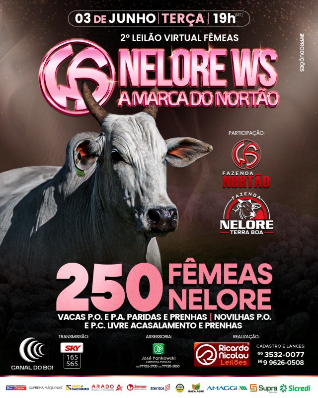 Leilão Virtual Nelore WS oferta fêmeas nelore hoje às 20h no Canal do Boi